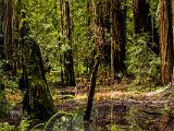 Montgomery Woods 005